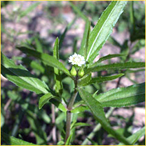 Bhringraj (Eclipta Alba) - Image
