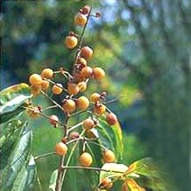 Reetha (Sapindus Mukorossi) - Image