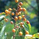 Reetha (Sapindus Mukorossi)